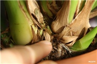 7b69d362-IMG_6713 Cymbidium.jpg